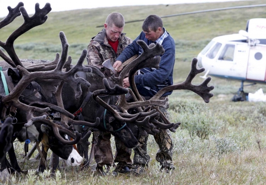 Serunya lomba balap kereta rusa ala Suku Nenets di Reindeer Day