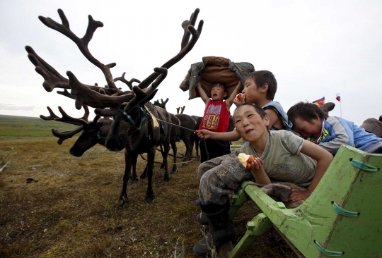 Serunya lomba balap kereta rusa ala Suku Nenets di Reindeer Day