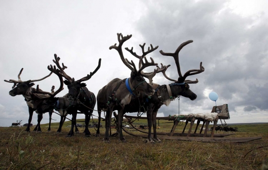 Serunya lomba balap kereta rusa ala Suku Nenets di Reindeer Day