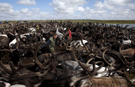 Serunya lomba balap kereta rusa ala Suku Nenets di Reindeer Day