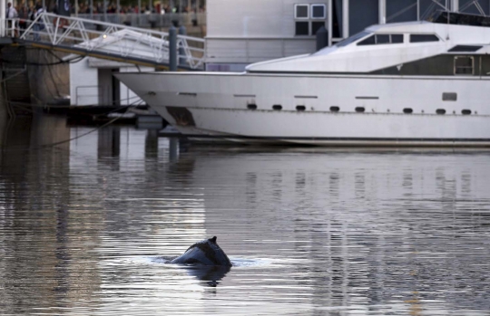 Muncul di dermaga, paus bungkuk hebohkan publik Argentina