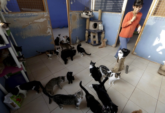Menengok 'panti asuhan' kucing liar di Peru