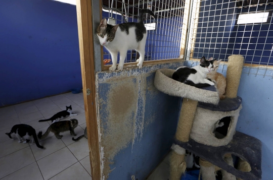 Menengok 'panti asuhan' kucing liar di Peru