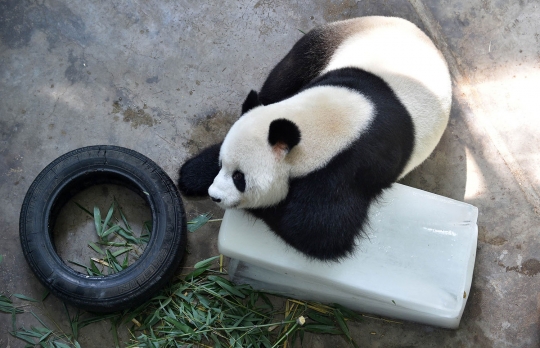 Tingkah lucu panda di China peluk balok es karena kepanasan