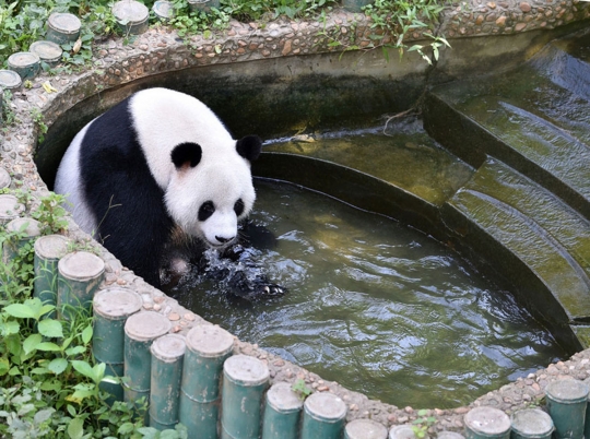 Tingkah lucu panda di China peluk balok es karena kepanasan