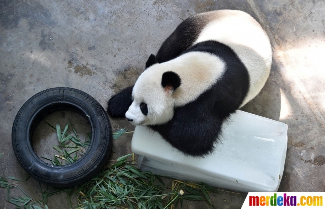 Foto : Tingkah lucu panda di China peluk balok es karena 