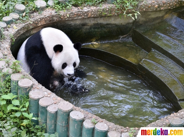 Foto Tingkah lucu panda  di China peluk balok es karena 