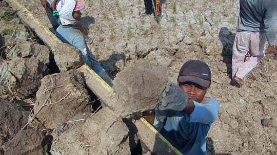 Dilanda kekeringan, petani Cilacap jual bongkahan tanah sawah