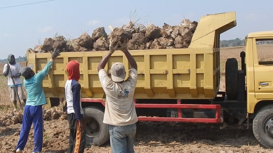 Dilanda kekeringan, petani Cilacap jual bongkahan tanah sawah