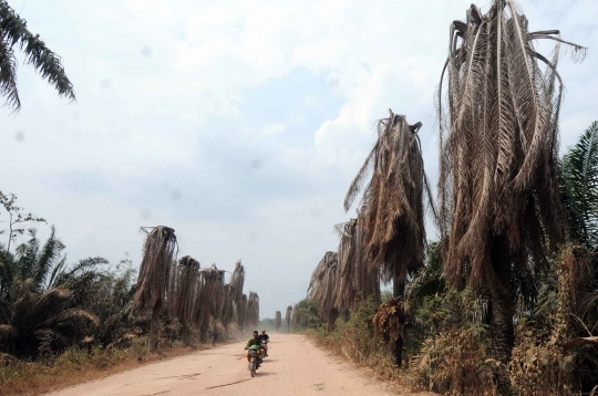 Parahnya kemarau di Lampung sampai kelapa sawit mati kekeringan