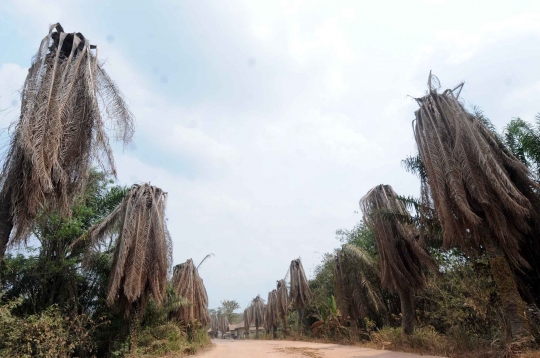 Parahnya kemarau di Lampung sampai kelapa sawit mati kekeringan