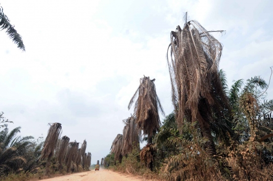 Parahnya kemarau di Lampung sampai kelapa sawit mati kekeringan