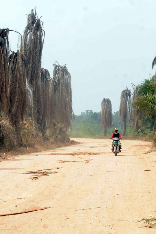 Parahnya kemarau di Lampung sampai kelapa sawit mati kekeringan