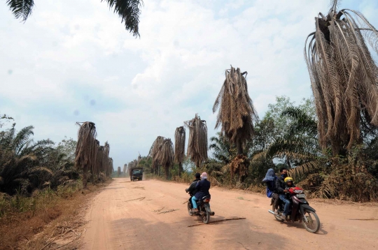 Parahnya kemarau di Lampung sampai kelapa sawit mati kekeringan