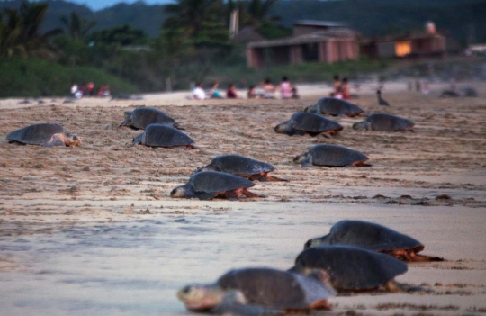 Musim bertelur, puluhan ribu penyu mendarat di Pantai Ixtapilla