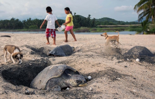 Musim bertelur, puluhan ribu penyu mendarat di Pantai Ixtapilla