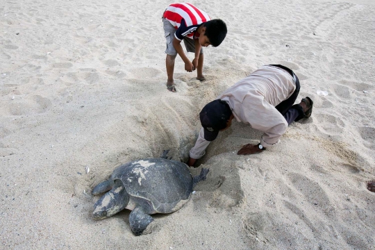 Musim bertelur, puluhan ribu penyu mendarat di Pantai Ixtapilla