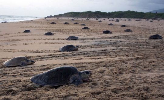 Musim bertelur, puluhan ribu penyu mendarat di Pantai Ixtapilla