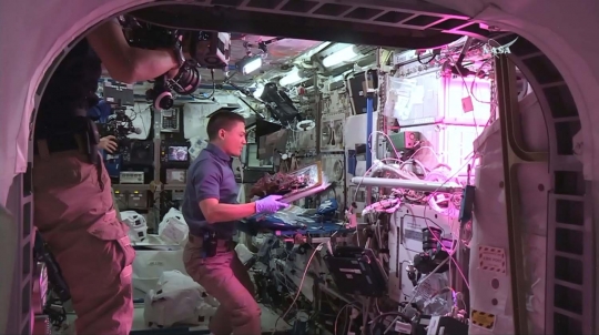 Mengintip astronot makan sayuran hasil tanam di luar angkasa