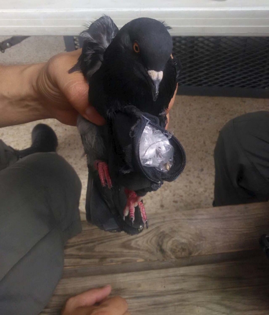 Burung merpati ini ditangkap polisi karena jadi kurir narkoba