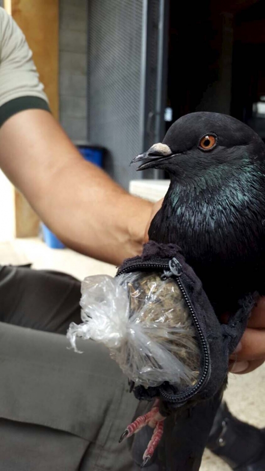 Burung merpati ini ditangkap polisi karena jadi kurir narkoba
