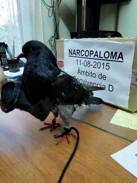 Burung merpati ini ditangkap polisi karena jadi kurir narkoba