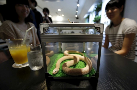 Sensasi merinding makan ditemani ular di kafe Tokyo Snake Center