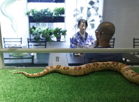 Sensasi merinding makan ditemani ular di kafe Tokyo Snake Center