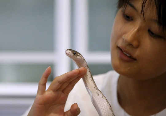 Sensasi merinding makan ditemani ular di kafe Tokyo Snake Center