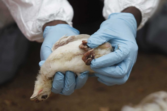 Wabah virus Flu Burung menyebar di Afrika
