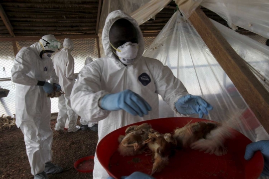 Wabah virus Flu Burung menyebar di Afrika