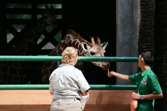 Dua jerapah dari Australia tiba di Kebun Binatang Ragunan