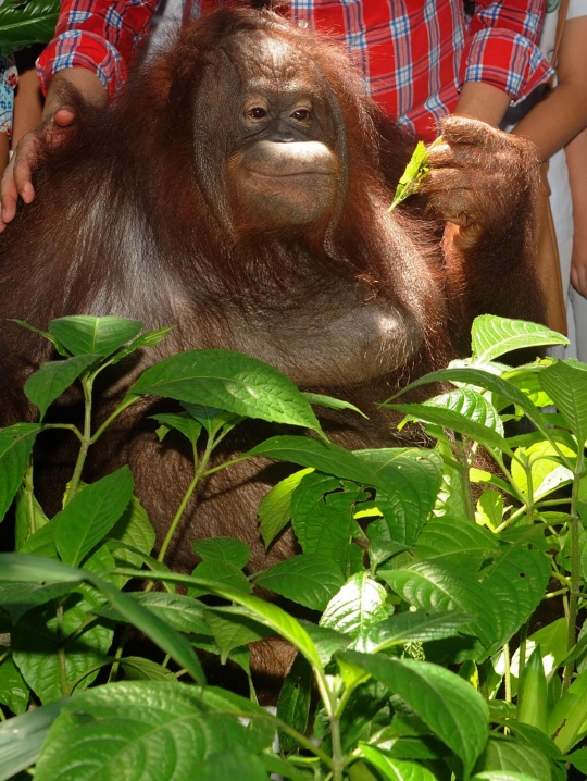 Orang utan ini diberi nama Pacquiao
