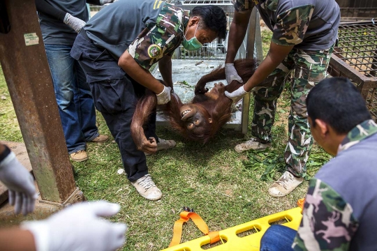 Belasan orangutan di Thailand dikembalikan ke Indonesia