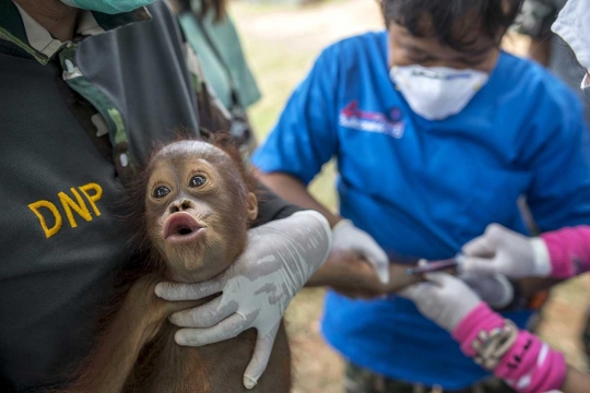 Belasan orangutan di Thailand dikembalikan ke Indonesia