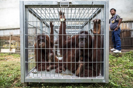 Belasan orangutan di Thailand dikembalikan ke Indonesia