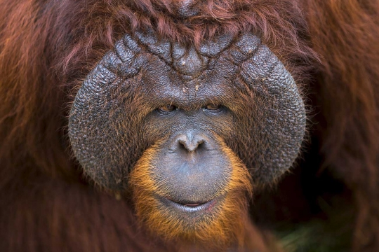 Belasan orangutan di Thailand dikembalikan ke Indonesia