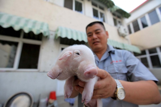 Wujud aneh anak babi berkepala dua di China