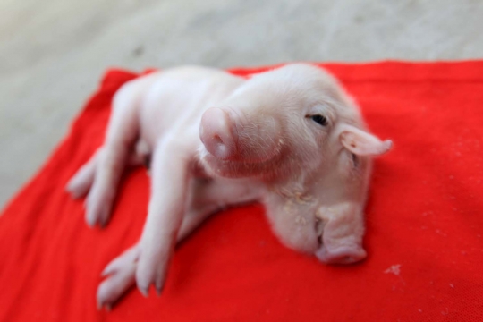 Wujud aneh anak babi berkepala dua di China