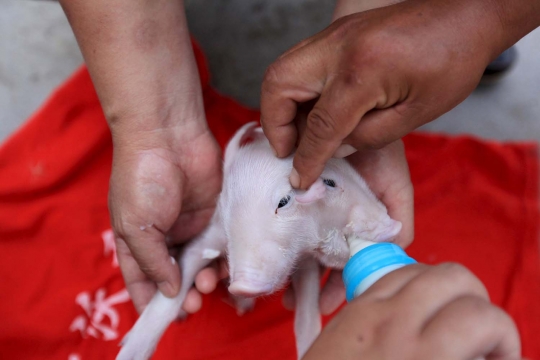 Wujud aneh anak babi berkepala dua di China