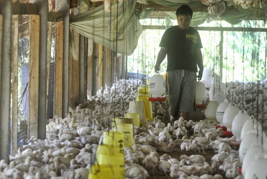 Gejolak kenaikan harga daging ayam tak berdampak kepada peternak