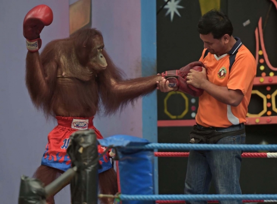 Aksi seru dan lucu orang utan bertanding Muay Thai