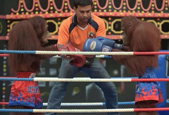 Aksi seru dan lucu orang utan bertanding Muay Thai