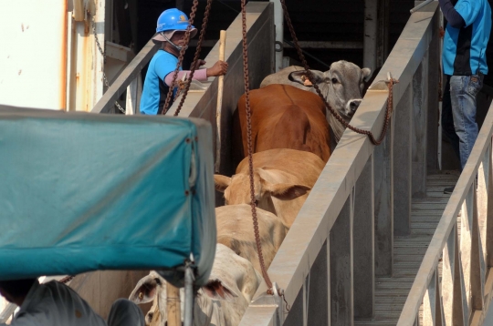 2.350 Ekor sapi impor Australia tiba di Tanjung Priok