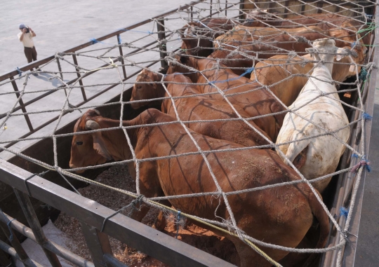 2.350 Ekor sapi impor Australia tiba di Tanjung Priok