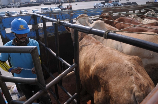 2.350 Ekor sapi impor Australia tiba di Tanjung Priok