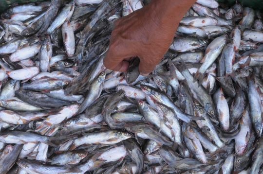 Imbas kemarau, hasil tangkapan nelayan tradisional merosot tajam