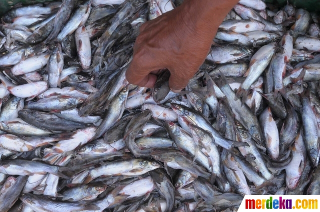 Foto : Imbas kemarau, hasil tangkapan nelayan tradisional 