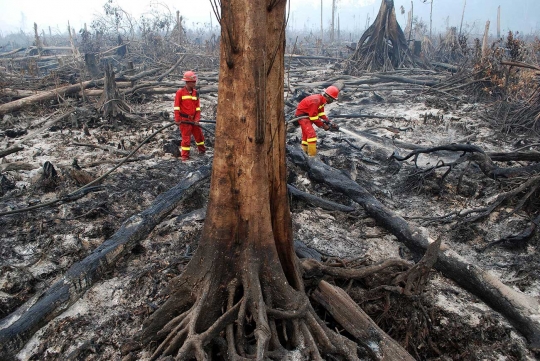 Begini kondisi parah Hutan Riau yang terbakar