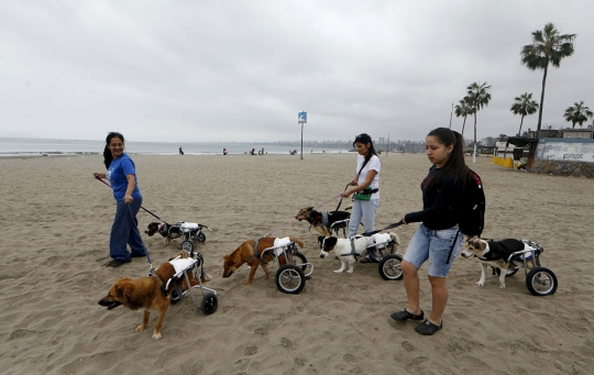 Bermain bersama anjing berkaki roda di pantai Peru